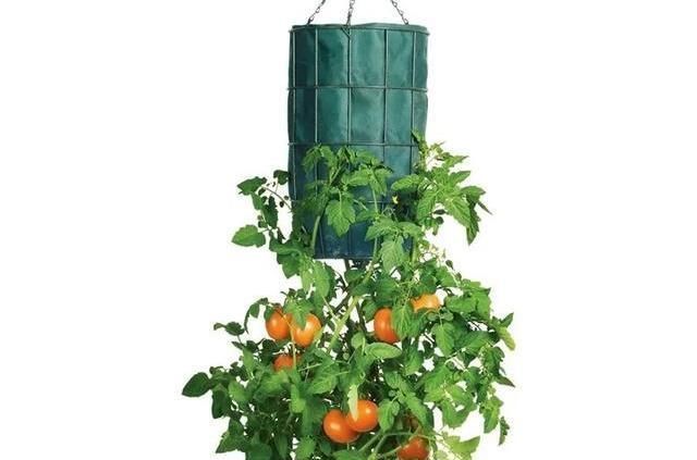 植物|没地种花种菜,没时间浇水几个塑料瓶就能解决,DIY变废为宝