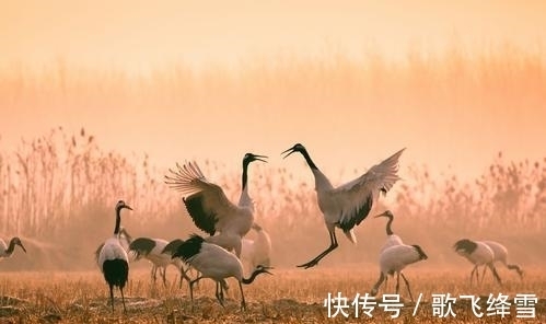 黄庭坚$黄庭坚评价苏轼,吟诵了一首七律,不落俗套,颈联乃传世名句