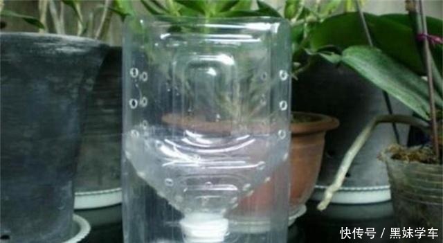 蝴蝶兰凋零别扔！用半水耕法，几个月后就“兰开二度”，超惊喜！