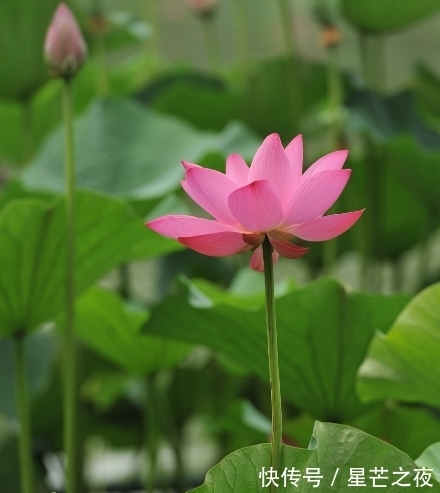 桃花八方|进入10月底，霉运散、好运来，4属相吉星伴身，生活无忧无虑