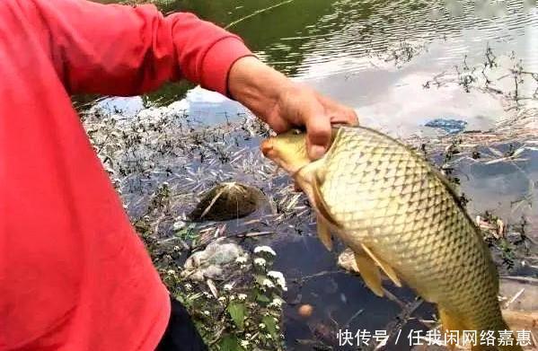 中午水温升高不好钓鱼做好这几点,让闭口鱼快速咬钩
