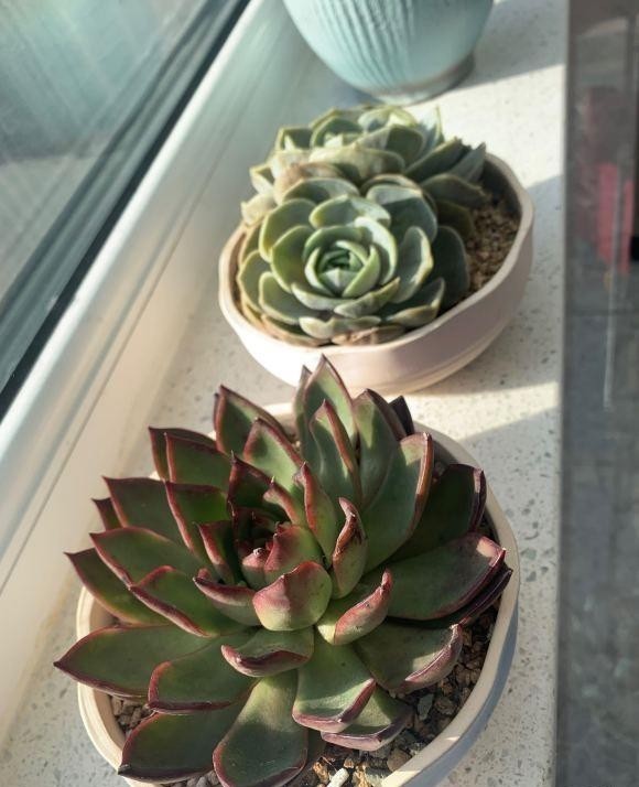  光灯|冬季养多肉，面临缺光问题，使用补光灯时，使用方式要用对