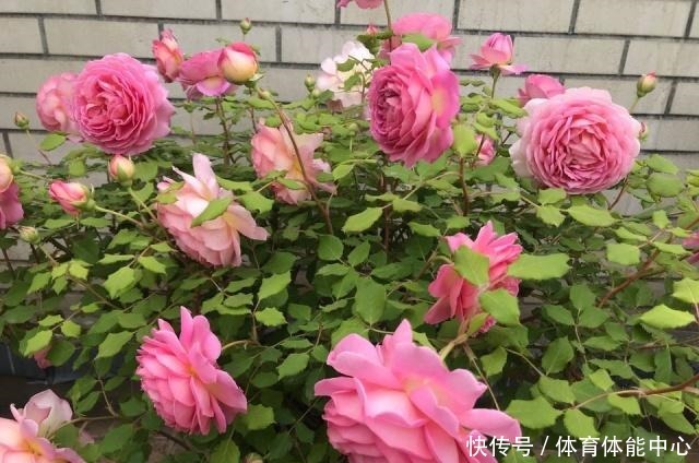 月季藏有“小开关”,长出“这种”枝条别乱剪,养2周花朵爆盆!