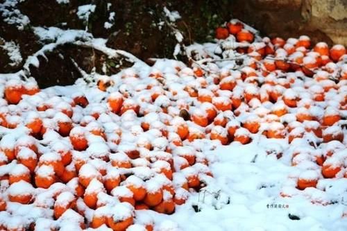 一方水土：这条沟的柿子一直不摘，雪打红柿特别美