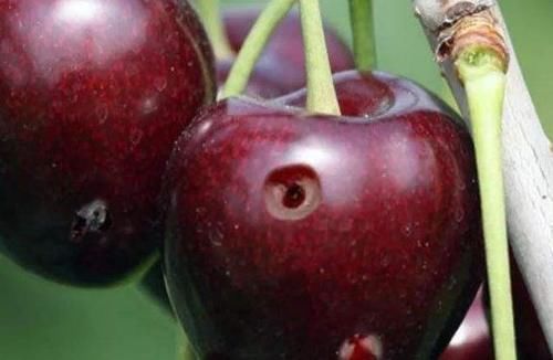 果蝇|6种水果有“寄生虫”，还能给孩子吃吗？医生建议：这些要少吃