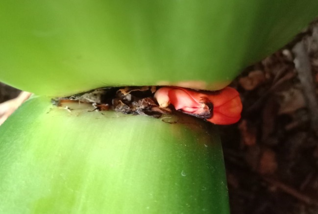 叶片|君子兰夹箭不开花,找根棉签擦一下,花箭立马钻出来!