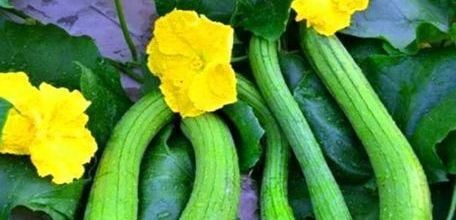 春天養生正當時，不妨多吃幾種食物，美容養顏，滋潤身體