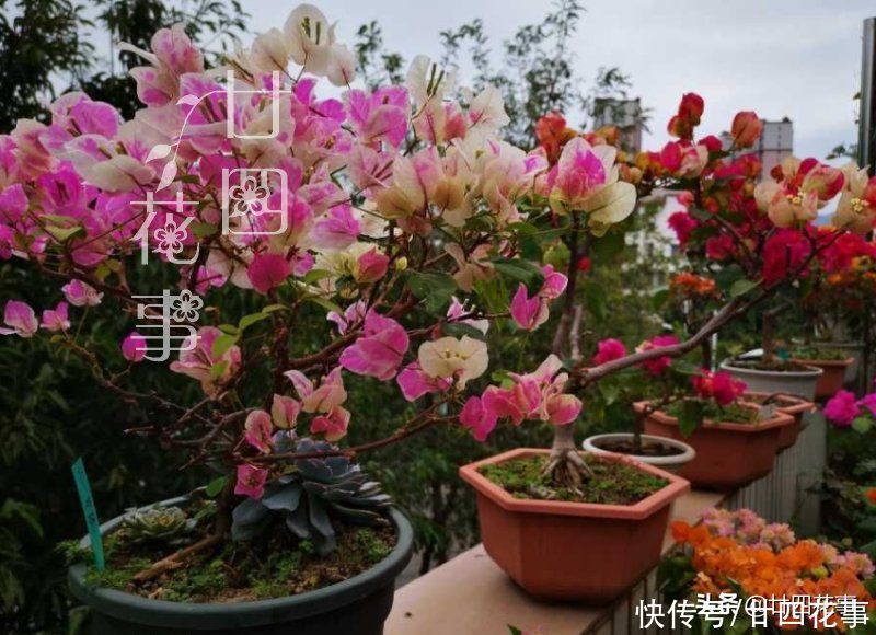 秋天扦插四种花，生根成活快，明年花开满阳台，实现“赏花自由”