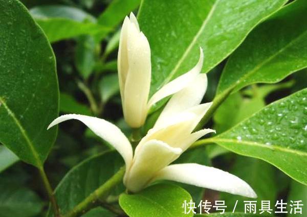 绿萝抓紧扔了!此花净化空气效果是绿萝十倍,比桂花香,沾土就活