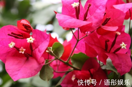 这些花朵一到夏天就开爆,简单好养,不打理也能开花,开花贼好看