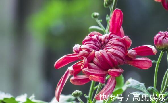 喜欢养花，不如养盆香妃茶花，开花色香俱全，花期还长，超美