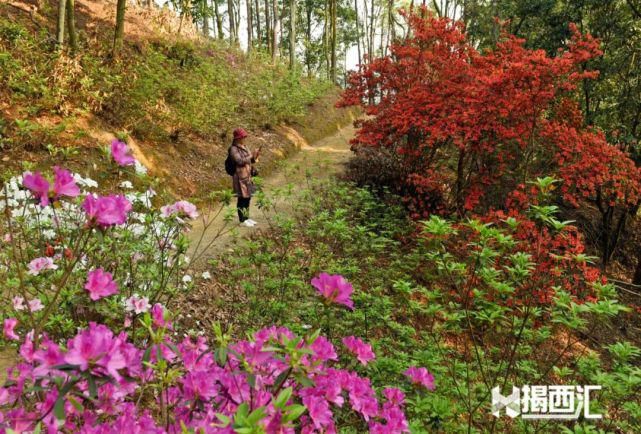 龙山杜鹃怒放，赏花正当时，点缀揭西的绿水青山