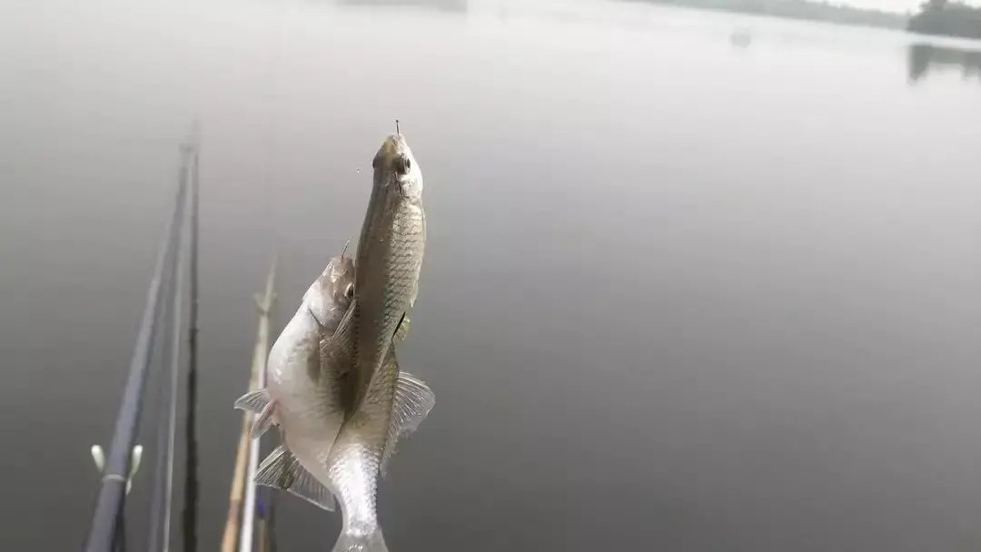 个体|形似“屎光皮”、大如小鳊鱼,大鳍鱊不但好吃还很好钓