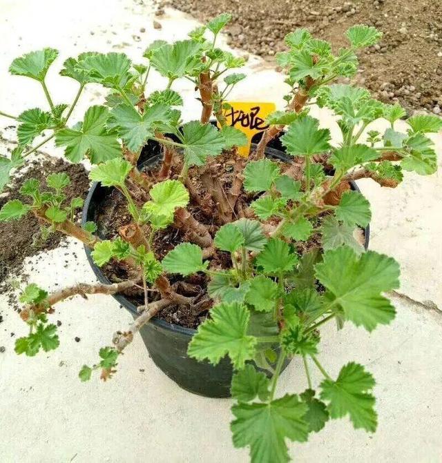 这花10块钱买一盆,养2年变老桩,叶子密、开花旺,每家都有