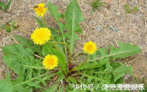 蒲公英|自己晒干蒲公英能当茶喝吗?看完这个你就知道了!