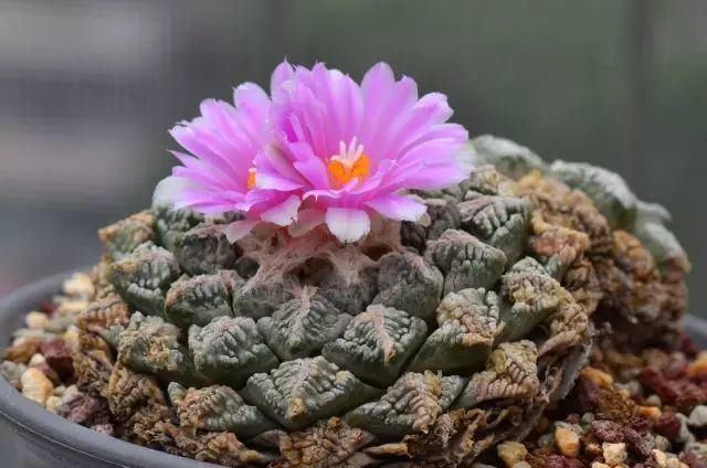 世界上最名贵的花,一盆就是一座房子!