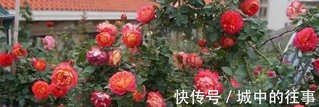 吴大爷养“月季”，三月喂点“零食”，花朵嗖嗖冒，1年开不停！
