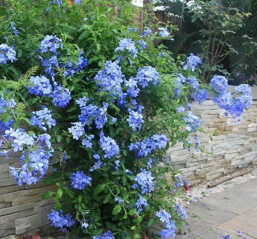 这花2月种一盆,生长旺俩月爬满墙,全年开花200天以上!