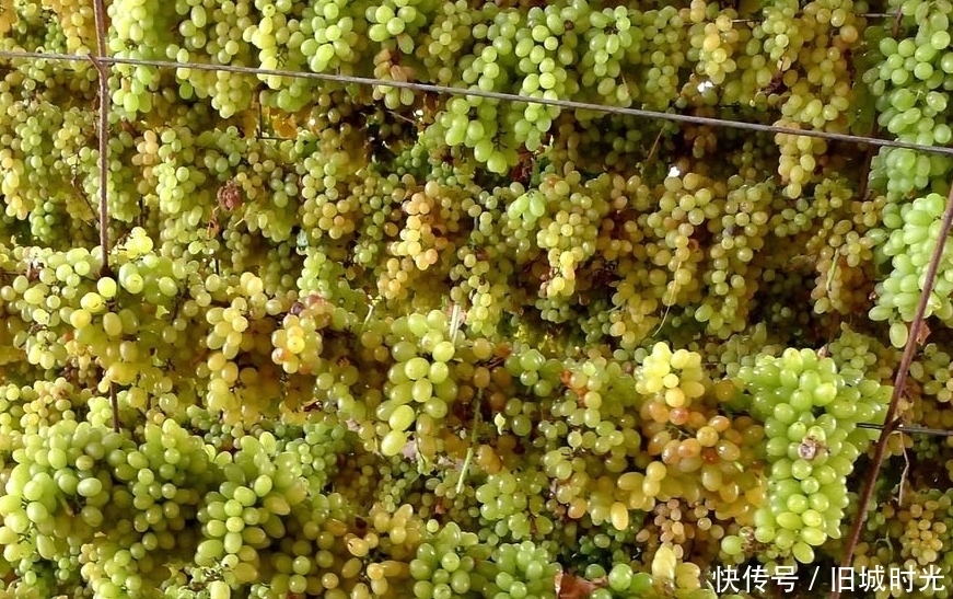 花青素|常吃葡萄干竟有5大多好处,美容抗衰老,那吃葡萄干要清洗吗?