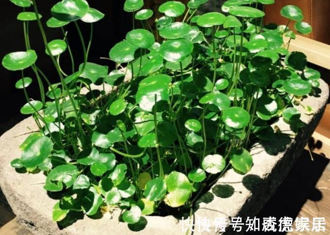 吉祥花|10大“吉祥花”适合养客厅,格调高,株型美,旺财又护家