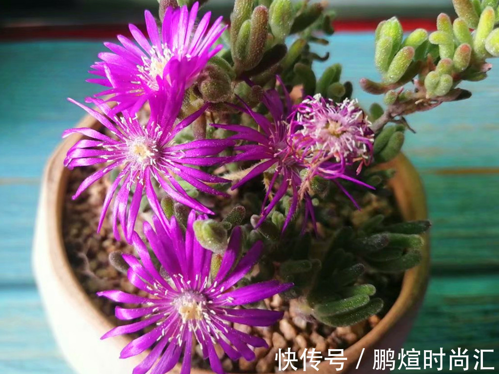 阳台党养花别跟风，图片是别人家的，适合自己的才省心省力