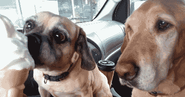 |搞笑GIF:奶奶遛狗一个月,狗狗瘦10斤,奶奶长10斤,原来如此