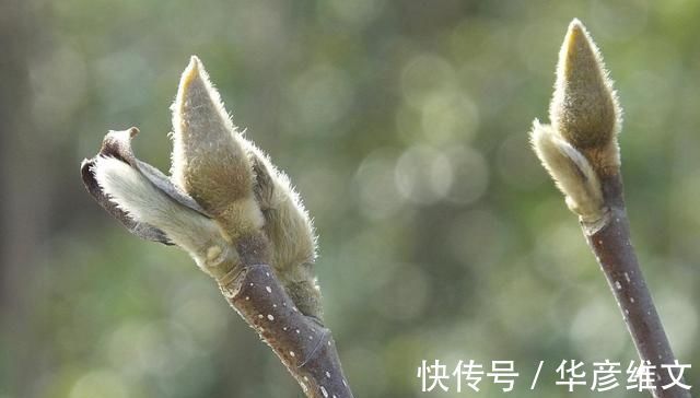 白芷|此物“专通鼻窍”,可解各种鼻窍病证,但唯有初春可采,切勿错过