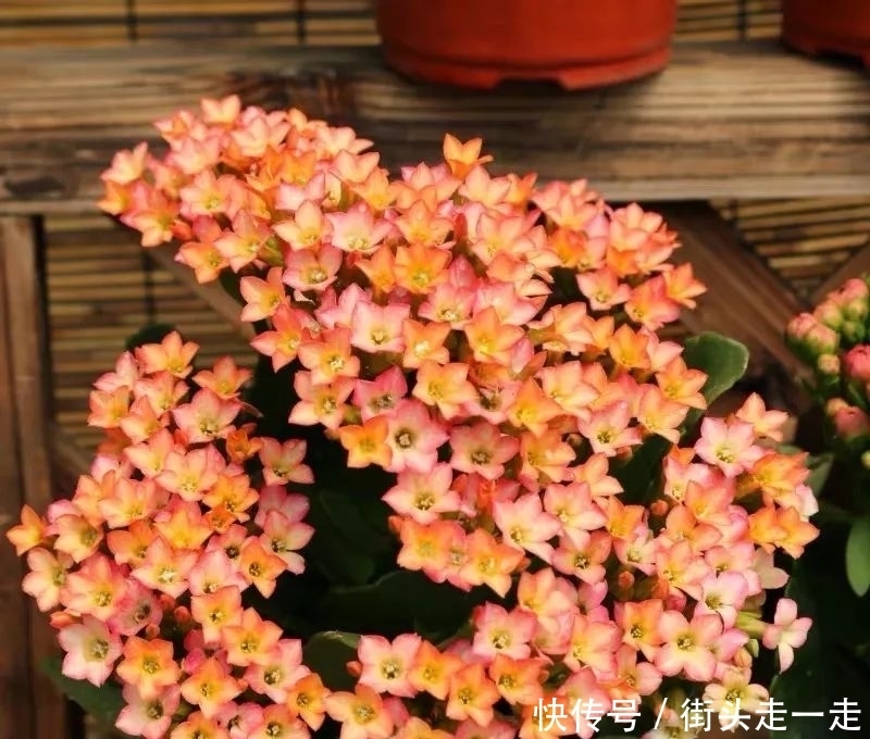 45种长寿花,个个都美爆了,你家养了多少种?