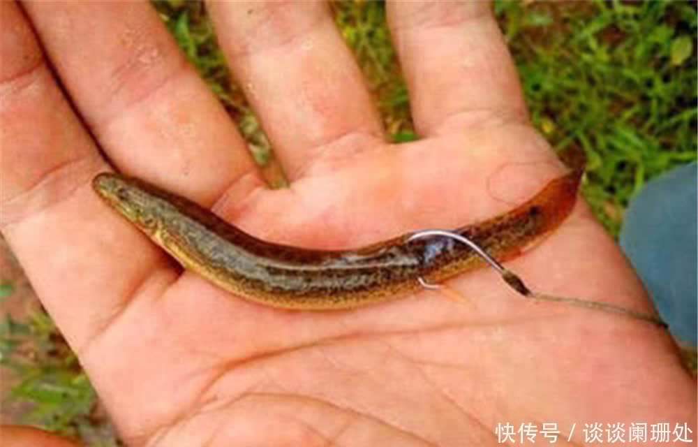 鱼钩|钓“米级翘嘴”,用这几种“泥鳅”钓法,大翘嘴一钓一个准!