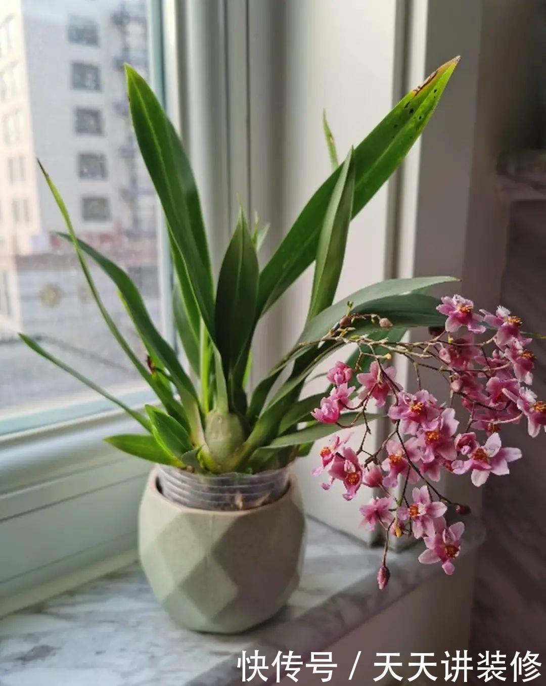 5种花比茉莉还香,越冷越爆盆,满屋子香味,现在买过年开花