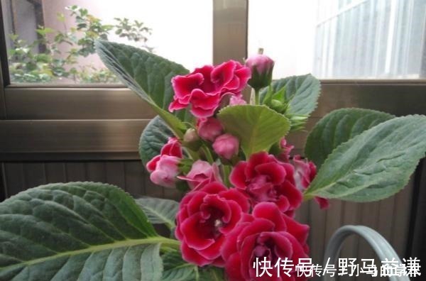 盆栽|谁说室内养不好花这12种一养就开花,还特漂亮,喜欢养花别错过!