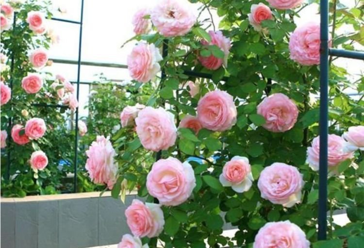 养花就养4种花，家里养一盆，花期长达200天，阳台养出小花园