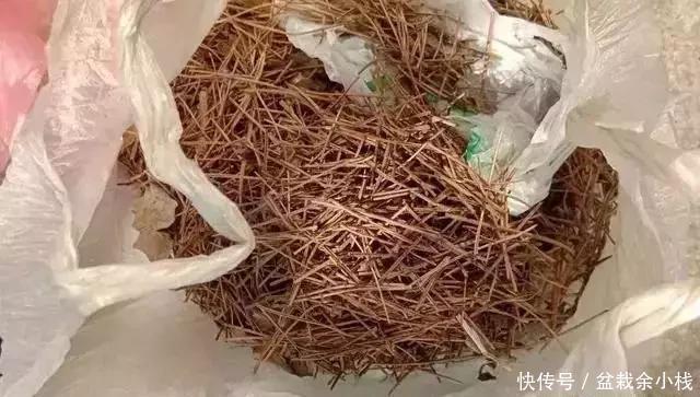 盆土|盆里灌点饮料,盆土疏松有营养,10年不用换土花也长得旺