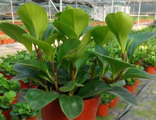 生长|这些花耐旱,不浇水也能长得好油腻的树叶就是美丽的