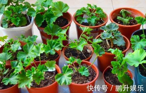 礼拜|这4种花真省钱,选个枝条埋土里,冒白根好成活,还能开红花!