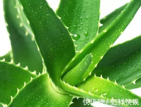 库拉索芦荟|这三种花比吊兰好养,空气清新无异味,不用管都能轻松长不停