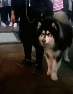 |搞笑动态图:该死,被他装到了!