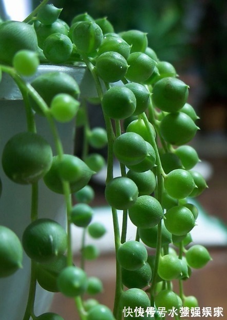景天|最好养的这些多肉植物,越懒越心动,养开后超好看