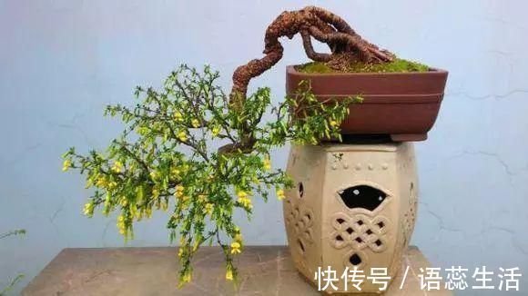 苍劲|山里的1棵老树桩,挖出来种盆里,开花后,眼睛都看直了!