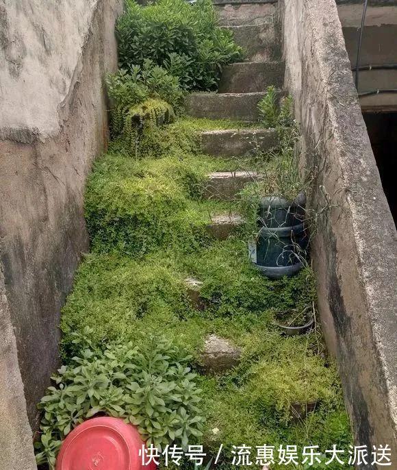 真正的花坚强，墙缝、地缝都能长，开花特别旺！