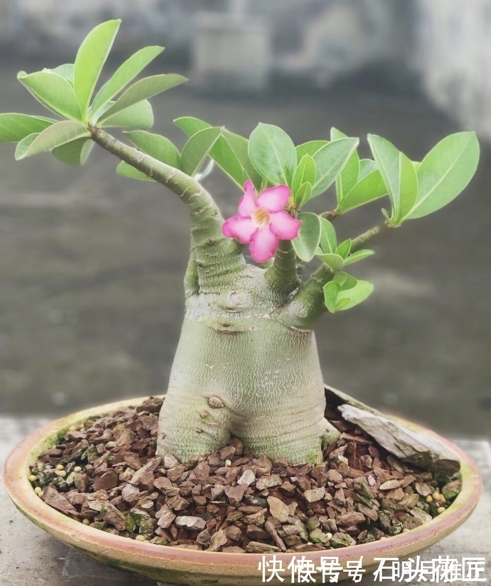 沙漠玫瑰|进入深秋，4种花要“旱着养”，水浇多了就烂根，真是帮倒忙