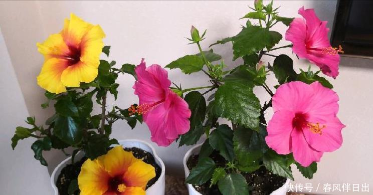 开花的时候,到底要不要施肥?很多人都不知道