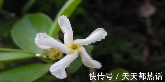 风车|此花俗称“不死花”, -25°冻不死, 一年花开230天, 比香水还香!