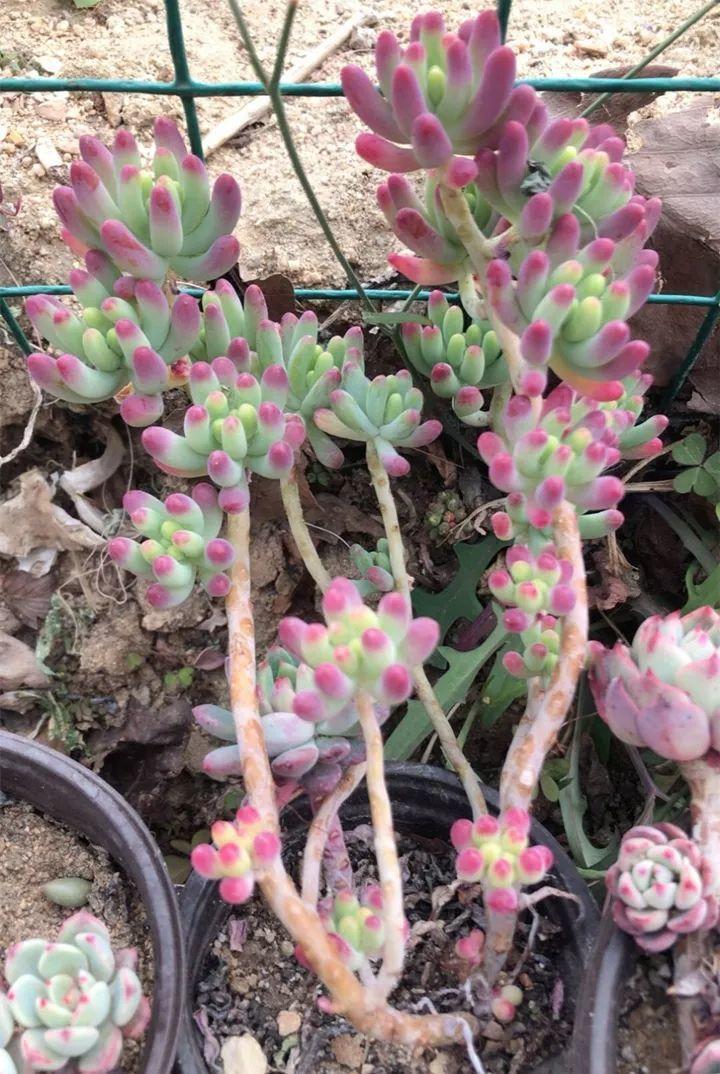 姐姐养了9年的多肉,没有买肥就用它,个个长成精!