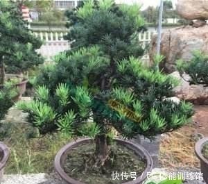 修剪|不值钱的“小树苗”,养几年越来越有“富贵气”,1盆上万元!