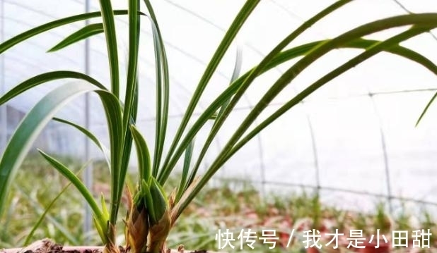 冬日养兰花,做好这些,花香似香水,却比它更安全持久