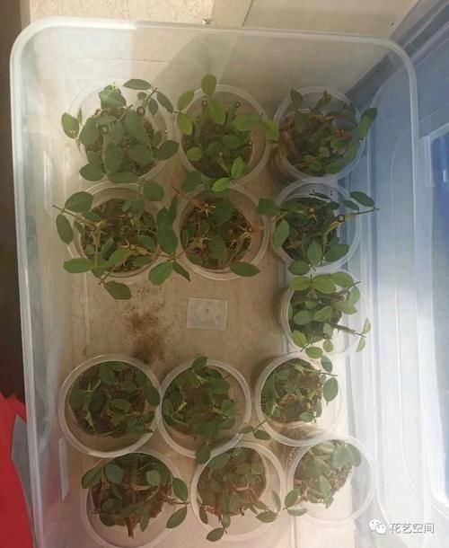 春天，这八种花，剪个枝插土里就活，养养就开花，错过了就要等明年了！