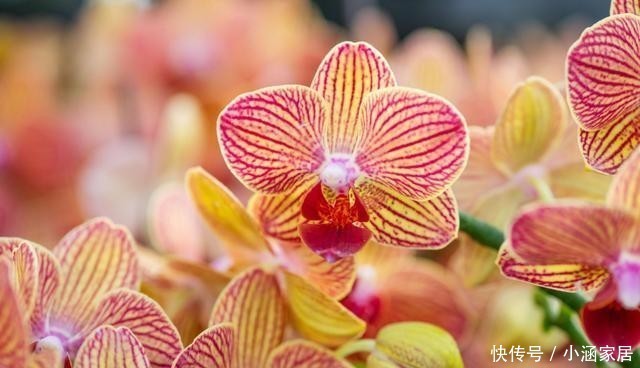  大气|这几种花卉，冬天在家养上几盆，高端大气上档次！