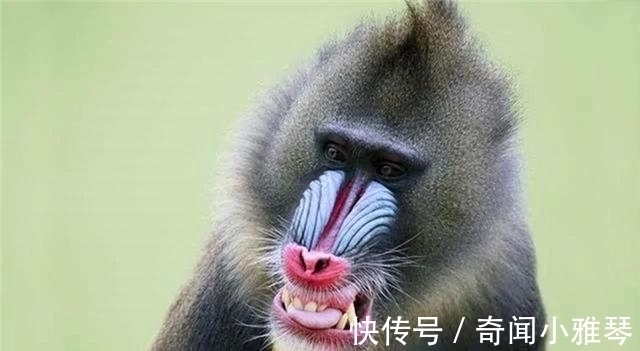 孙叶飞#老话说“宁遇豺狼,不碰山魈”,山魈为何物?人们为何如此惧怕!