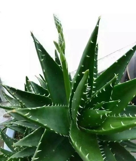 新芽|搬新家之前,一定要养“这6种花”,除“甲醛”效果好